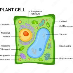 Structure cells endoplasmic nucleus reticulum golgi mitochondria apparatus er centrioles rough tissues electron development gap junctions viewed fig surface pocketdentistry