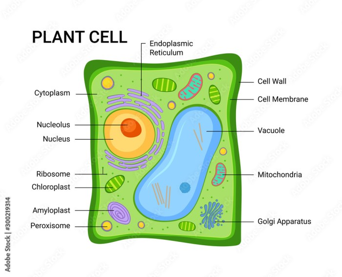 Structure cells endoplasmic nucleus reticulum golgi mitochondria apparatus er centrioles rough tissues electron development gap junctions viewed fig surface pocketdentistry