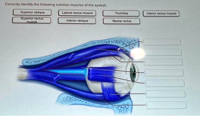 Correctly identify the following extrinsic muscles of the eyeball.