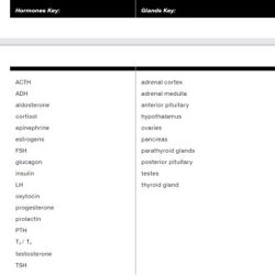 Exercise 27 functional anatomy of the endocrine glands