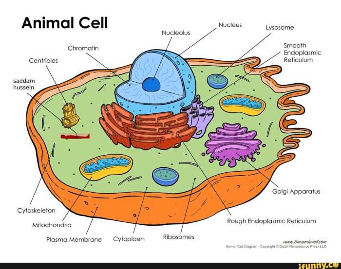 Nucleus nucleolus differences matrix chromosomes