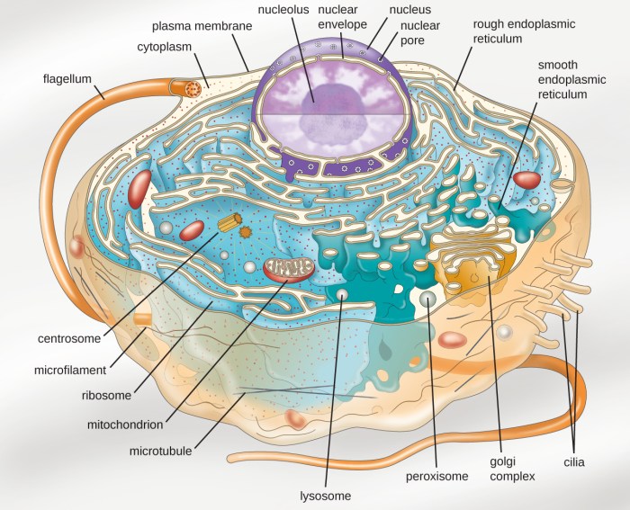 Identify the structures in the cell pictured on the right