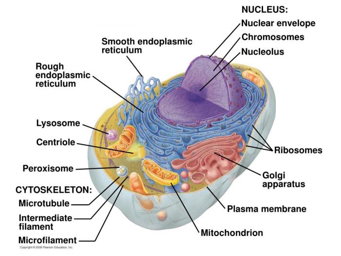 Identify the structures in the cell pictured on the right